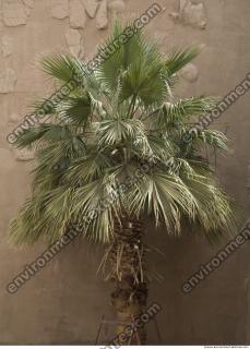 Photo Reference of Palm Tree0007